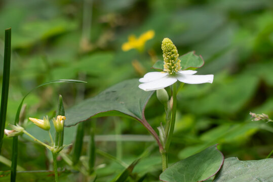 野原に咲くドクダミの花