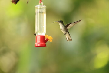 The white-bellied hummingbird (Elliotomyia chionogaster chionogaster) is a species of hummingbird in the "emeralds", tribe Trochilini of subfamily Trochilinae. This photo was taken in North Peru. © feathercollector