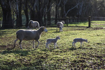 Sheep with Lambs © Emily