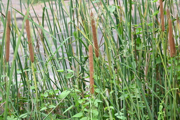 Obraz premium Typha plant with flowers. Its common name is&nbsp;bulrush, reedmace, cumbungi, bullrush and&nbsp;cattail. Its aquatic or semiaquatic,&nbsp;rhizomatous, herbaceous,&nbsp;perennial&nbsp;plants. 