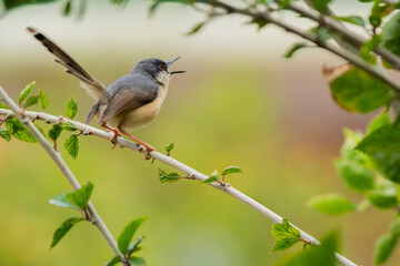 Fototapeta premium Chirping Ashy Prinia perched on a branch
