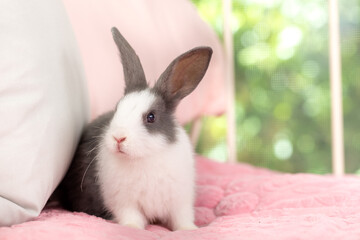Naklejka premium Lovely bunny easter rabbit relaxing in living room with flowers garden background. Fluffy baby rabbit, lovely mammal with colourful easter eggs. Animal easter symbol concept.