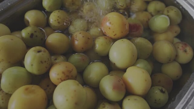 Soaking green and yellow Japanese plums in water for preparation of homemade umeboshi