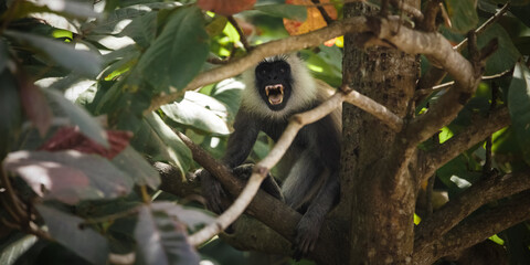 Angry adult macaque monkey Tufted gray langur endemic of Sri Lanka and India on © Buyanskyy Production