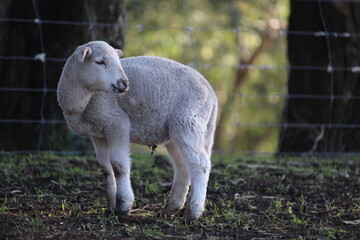 Lamb © Emily