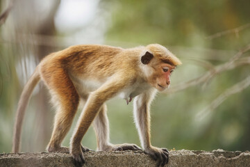 Wild Toque Macaque Moving Along Stone Wall in Tropical Forest © Buyanskyy Production