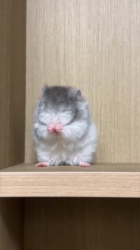 A cute fluffy Syrian hamster sitting on a wooden shelf