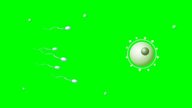 Sperm Cells Approaching Egg Cell for Fertilization on Green Screen Background.