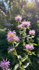 Fototapeta premium Purple summer flower