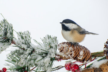 A closeup of a Black-capped Chickadee resting on Christmas decorations in the winter © silukstockimages