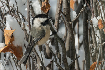  A closeup of a Black-capped Chickadee hiding in a bush in the winter © silukstockimages
