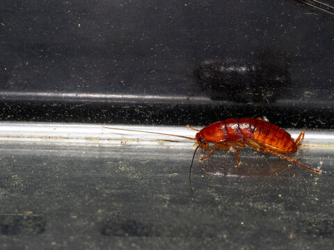 A sharp, close-up macro photograph of an american cockroach  on a dark,  dusty metal ledge. ideal for pest control services, extermination advertisements, hygiene articles, and entomology education.