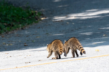 A pair of young Racoons walking across the road in the park. © silukstockimages