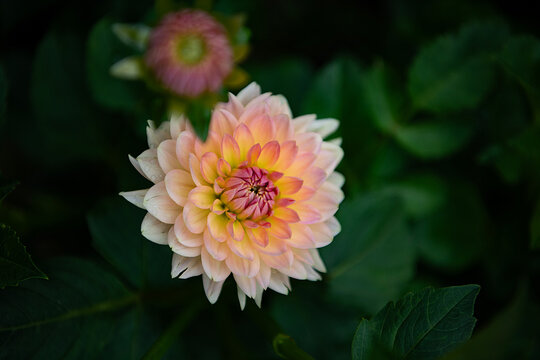 Dhalia Flower 