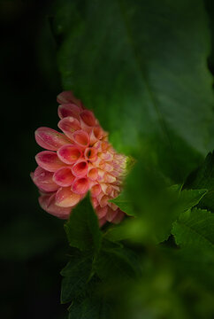 Dhalia Flower 
