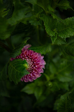 Dhalia Flower 