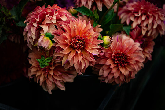 Dhalia Flower 
