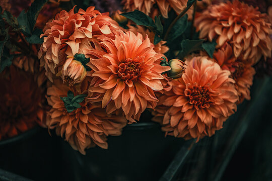 Dhalia Flower 