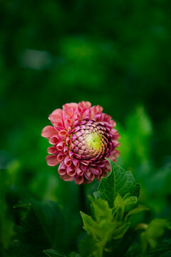 Dhalia Flower 