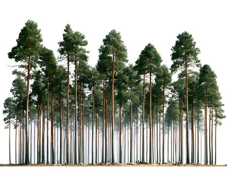 A dense forest of tall pine trees with green needles and brown trunks