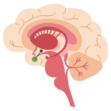 Human brain anatomy illustration with highlighted kidney and digestive system organs for medical education