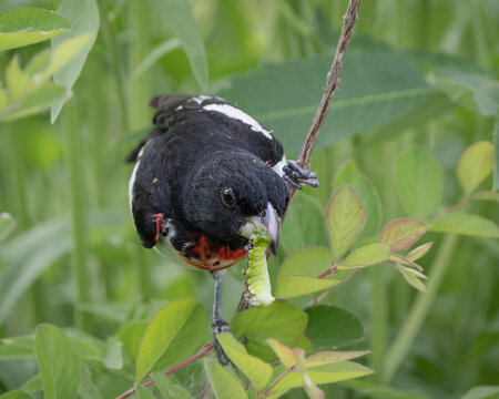 A rose-breasted grosbeak with a 