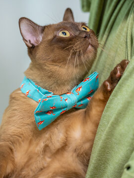 A Champagne Burmese cat in a flamingo-patterned bow tie rests its paw on the owner's chest and looks directly up at the person's face.