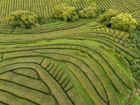 Aerial view of the lush green rows of the Gorreana Tea Plantation with terraced hills and trees in Maia, Acores, Portugal.