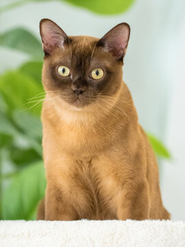 Portrait of a champagne Burmese cat with bright yellow eyes sitting on a white plush cat tree near green plant leaves inside the room.