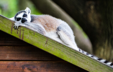 Naklejka premium A cute and funny ring-tailed lemur sleeping on the roof
