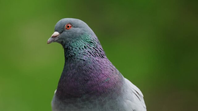 Feral pigeon portrait showing iridescent neck feathers and red eyes in close up view.