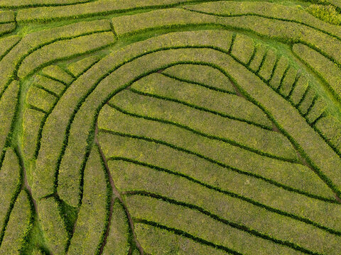 Aerial view of the lush green rows of the Gorreana Tea Plantation with its distinctive curved patterns and vibrant foliage in Maia, Acores, Portugal.