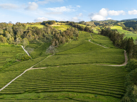 Aerial view of Gorreana Tea Plantation with its lush green terraced rows of tea bushes, winding dirt paths, and surrounding hills in Maia, Acores, Portugal.