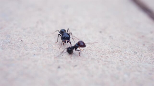 Macro footage of black garden ants walking and interacting on a stone surface.