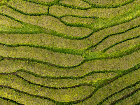 Aerial view of Gorreana Tea Plantation with vibrant green tea rows and terraced landscape in Maia, Acores, Portugal.