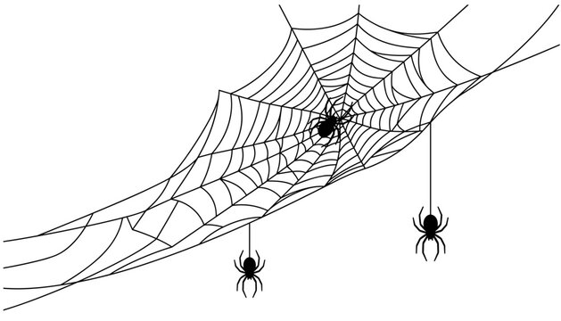 Detailed Spiderweb Vector Design Featuring Large Intricate Cobweb Architecture With Three Spiders Hanging On Silk Threads Line Art