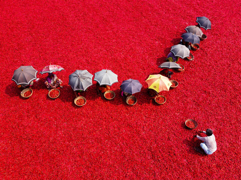 Aerial view of workers with umbrellas sorting and drying vibrant red chillies in a large field in Bogura, Rajshahi Division, Bangladesh.