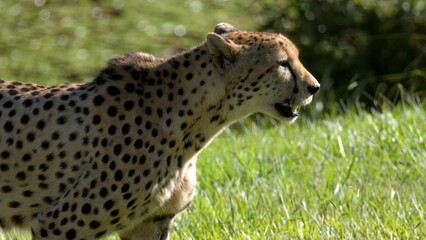 Close-up Profile of a Cheetah Standing in Lush Green Grass © blueringmedia