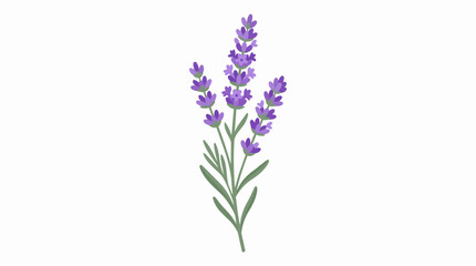 Fototapeta premium Lavender Flower Sprigs Isolated on White Background for Aromatherapy Spa and Botanical Herbal Design Decoration