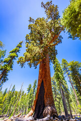 Fototapeta premium Grizzly Giant tree standing tall in Mariposa Grove