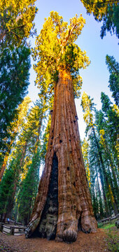 Low angle view looking up massive General Sherman Tree trunk