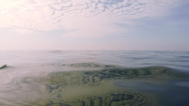 Dolphins swimming beneath perfectly calm crystal clear ocean water filmed just above the surface in Australia.