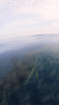 Dolphins swimming beneath perfectly calm crystal clear ocean water filmed just above the surface in Australia.