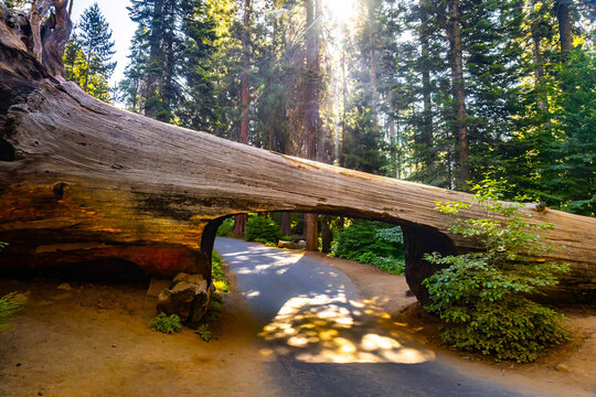Sunlight streams through Tunnel Log in forest