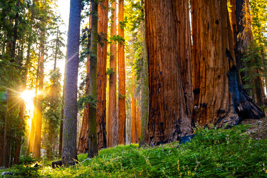 Sunburst through giant sequoias along trail in Sequoia National Park