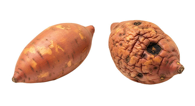 Two Sweet Potatoes On White Background.
