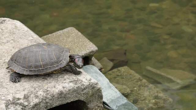 Turtle Resting on Rock by Calm Water