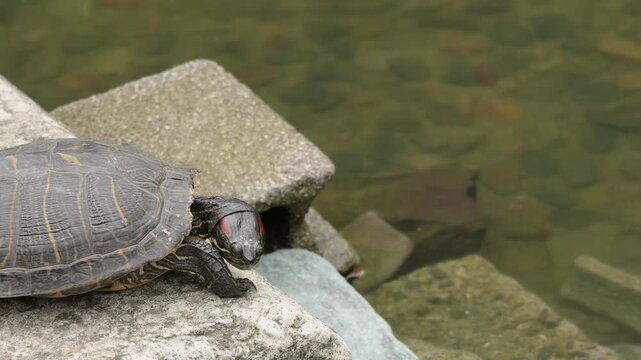 Red-eared Slider Turtle Resting on Rock by Pond