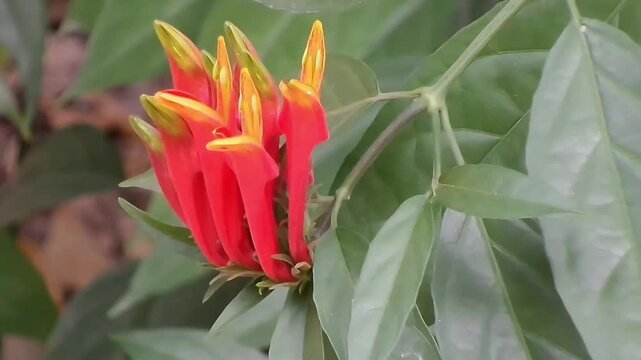 A close-up horizontal fixed shot showing the side profile of a Clinacanthus nutans flower cluster. This traditional medical herb features tubular red-orange blossoms with yellow tips.