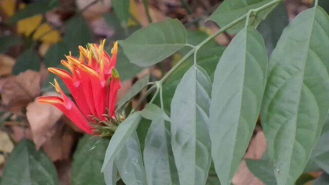 A horizontal fixed medium shot showcasing a branch of Clinacanthus nutans with its green leaves and a vibrant red-orange flower cluster.
